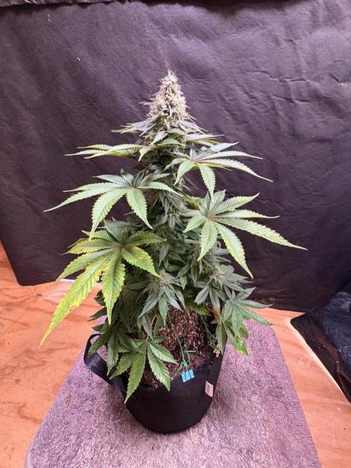 White widow. Week 10