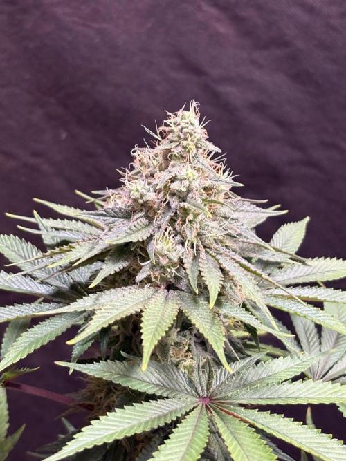 White widow. Week 10