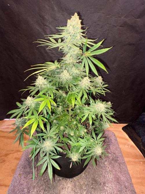 Cindy-99. Week 11