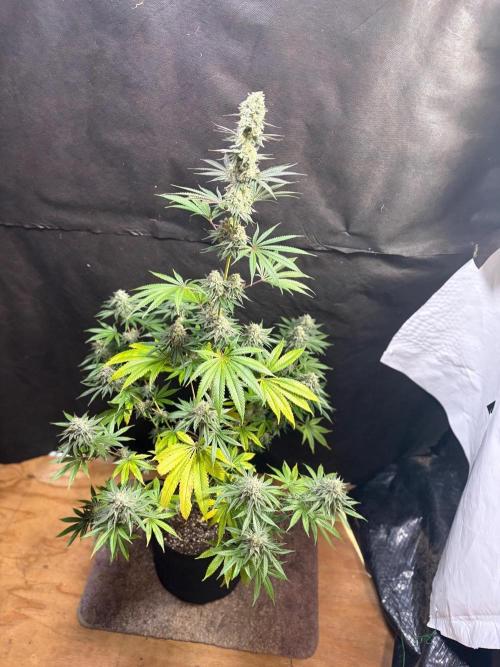 Apple yumyum. Week 11