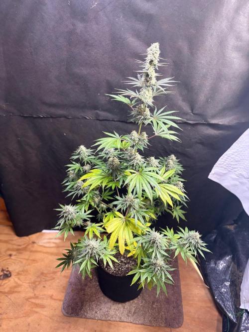 Apple yumyum. Week 11