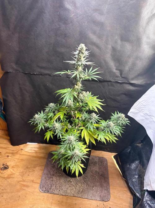 Apple yumyum. Week 11