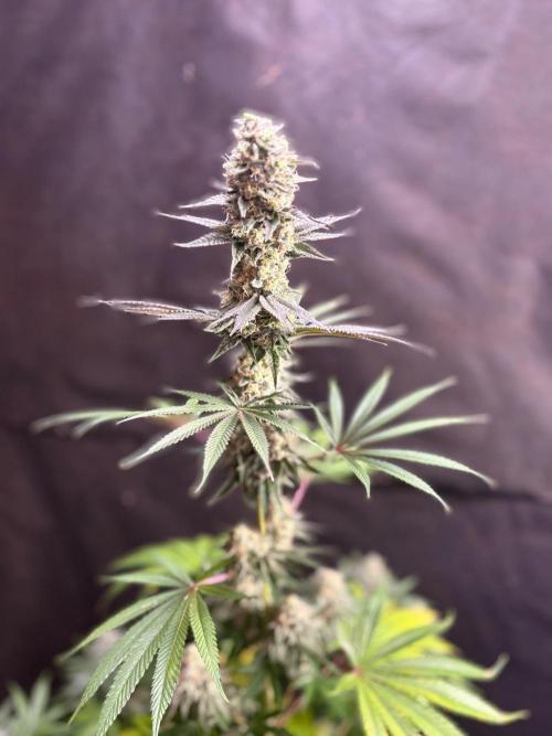 Apple yumyum. Week 11