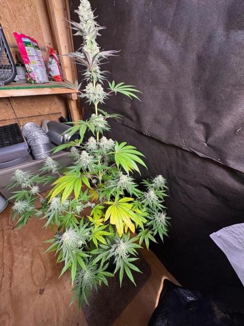 Apple yumyum. Week 11