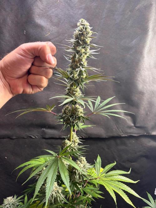 Apple yumyum. Week 11