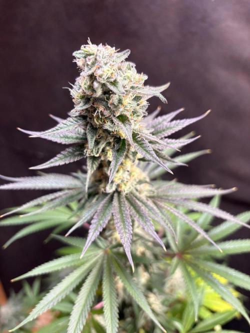 Apple yumyum. Week 11
