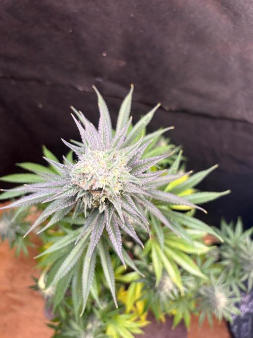 Apple yumyum. Week 11