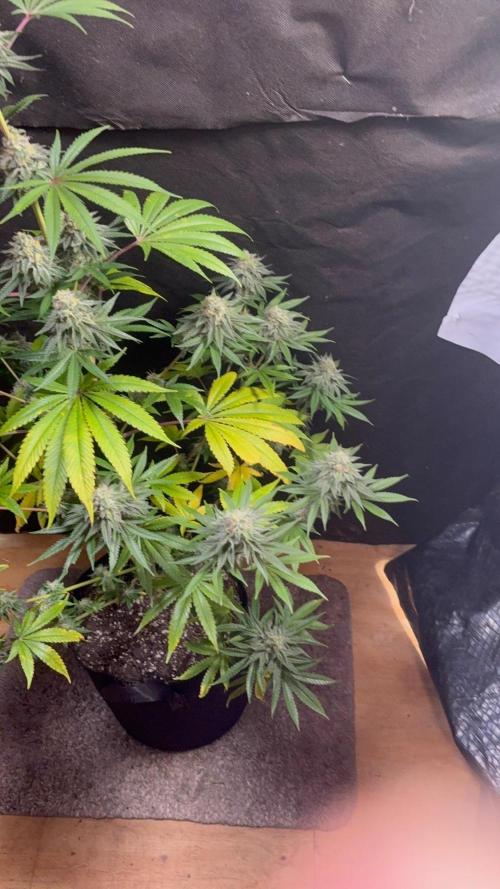 Apple yumyum. Week 11