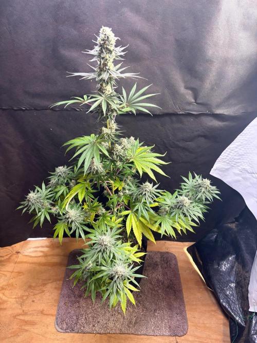 Apple yumyum. Week 11