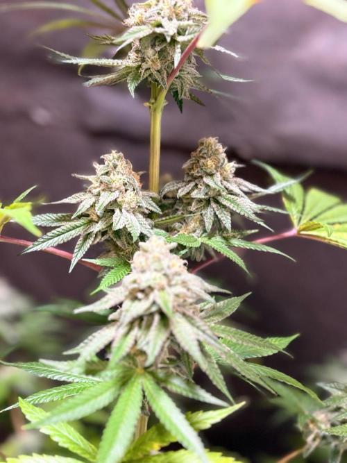 Apple yumyum. Week 11
