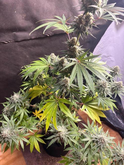 Apple yumyum. Week 11