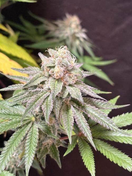 Apple yumyum. Week 11