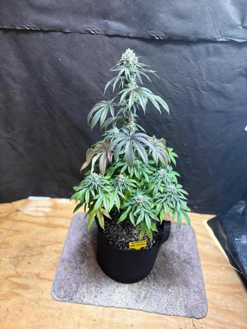 Oh kush - we’ll see. Week 11