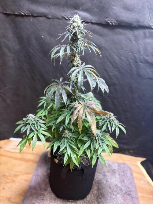 Oh kush - we’ll see. Week 11