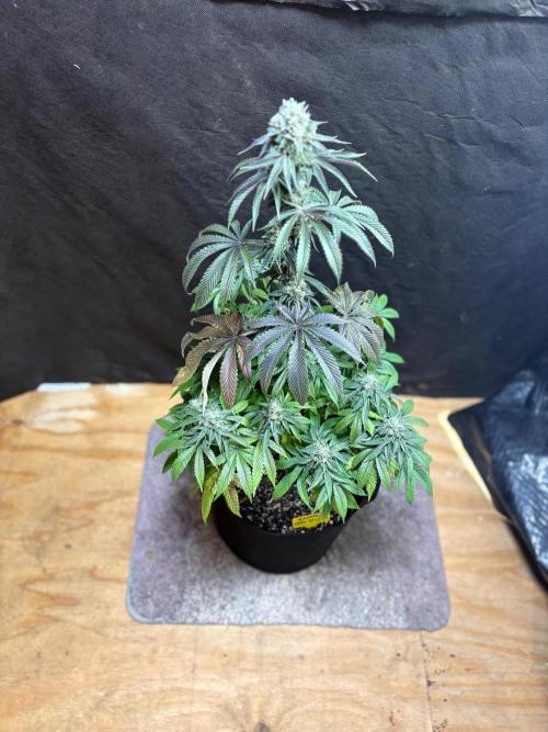 Oh kush - we’ll see. Week 11