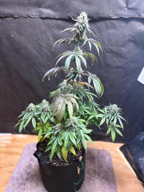 Oh kush - we’ll see. Week 11