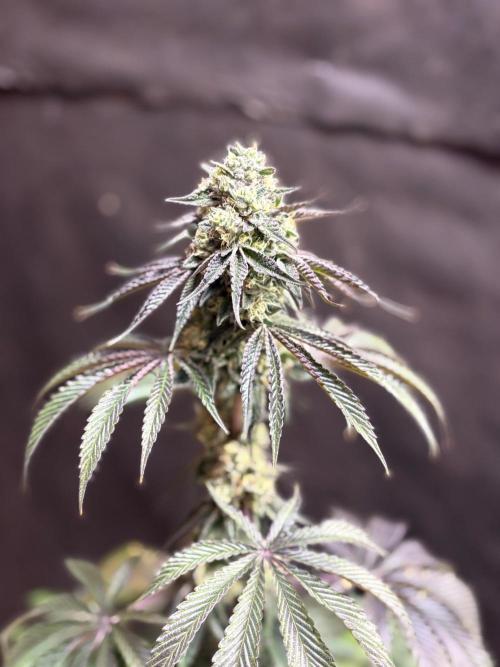 Oh kush - we’ll see. Week 11