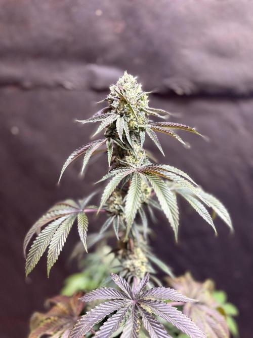 Oh kush - we’ll see. Week 11