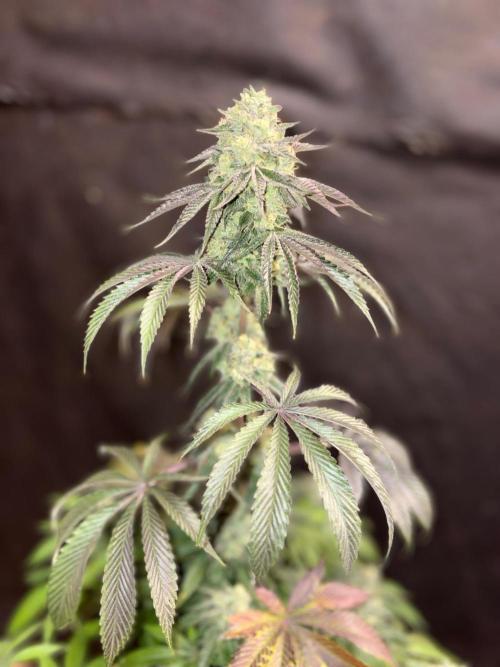 Oh kush - we’ll see. Week 11