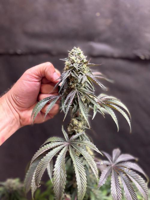 Oh kush - we’ll see. Week 11