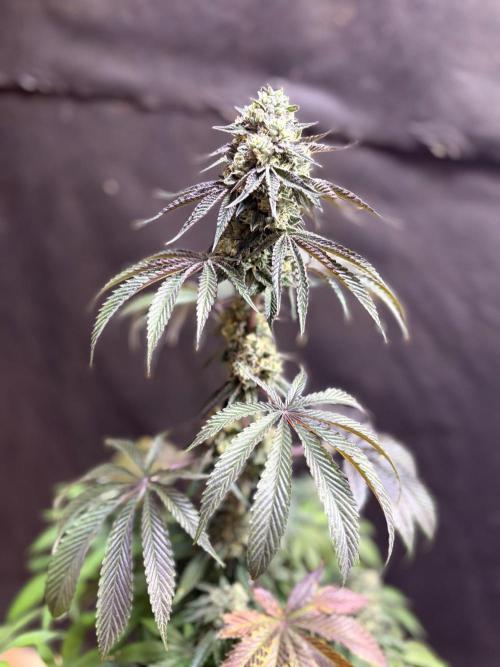 Oh kush - we’ll see. Week 11