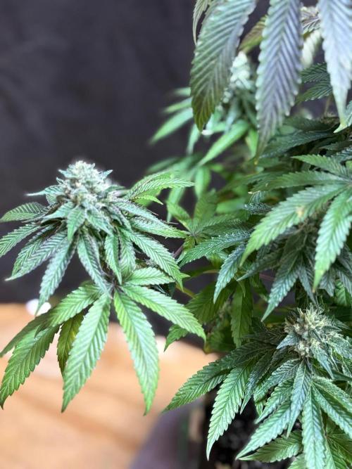 Oh kush - we’ll see. Week 11