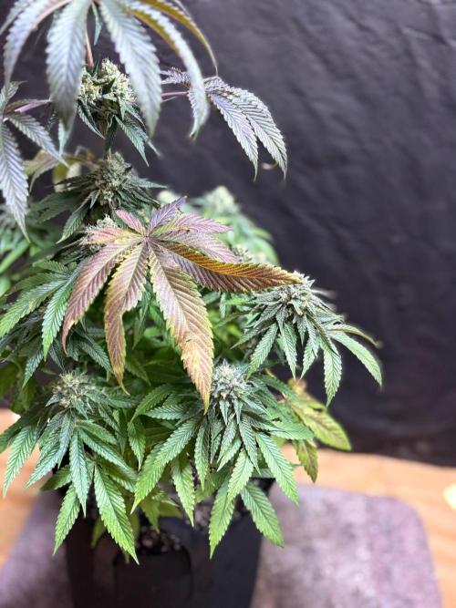 Oh kush - we’ll see. Week 11