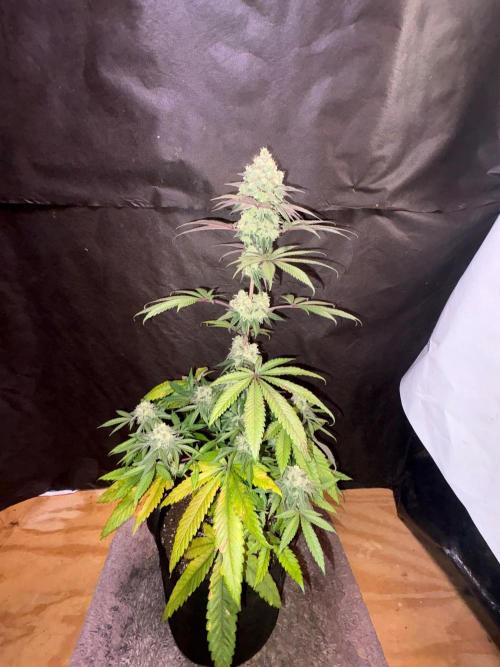 Bathing in Apple n Bananas. Week 11