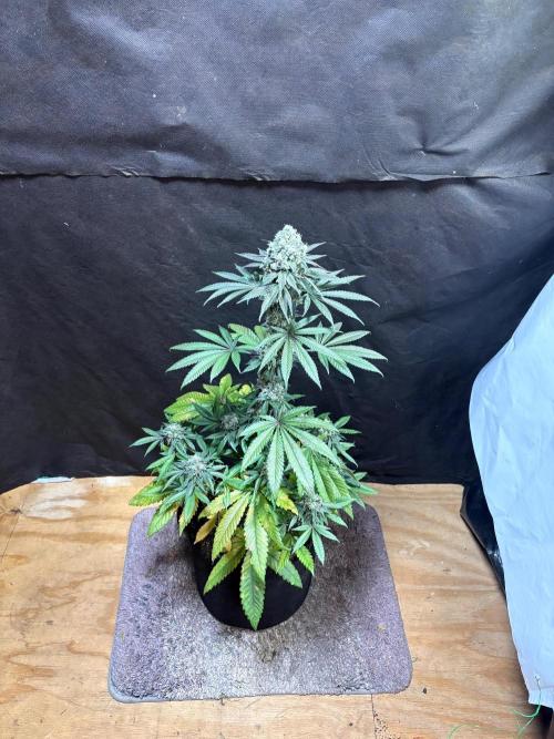 Bathing in Apple n Bananas. Week 11