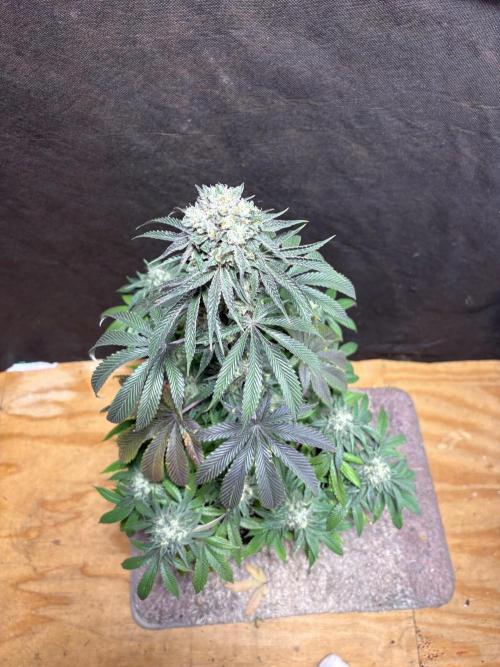 Apple banana bath. Week 11