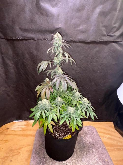 Oh kush - we’ll see. Week 12