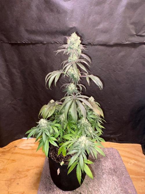 Oh kush - we’ll see. Week 12