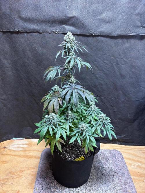Oh kush - we’ll see. Week 12