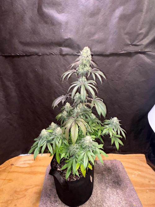 Oh kush - we’ll see. Week 12