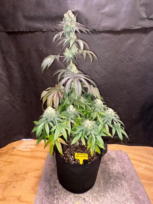 Oh kush - we’ll see. Week 12