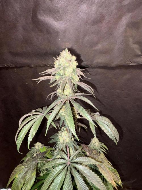 Oh kush - we’ll see. Week 12
