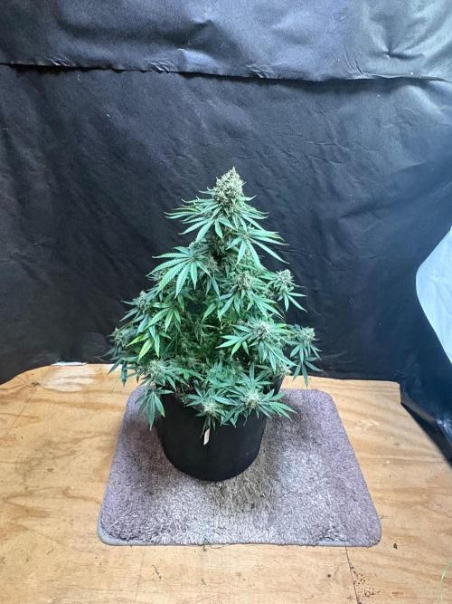 Cindy-99. Week 12
