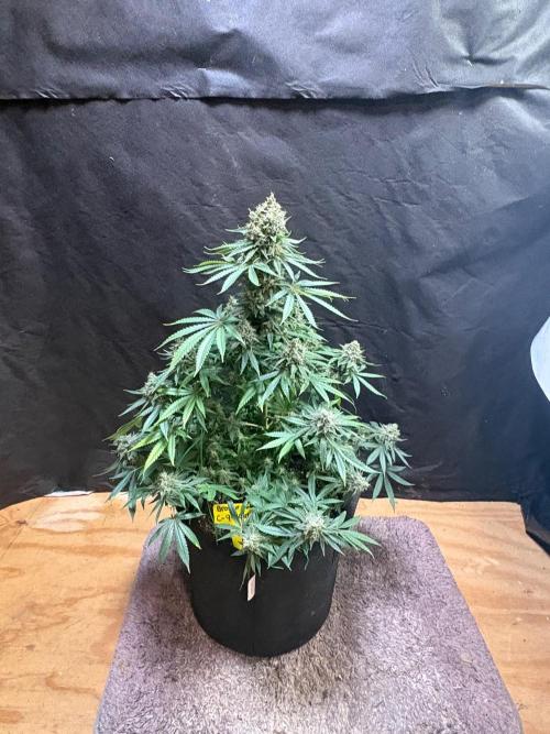 Cindy-99. Week 12