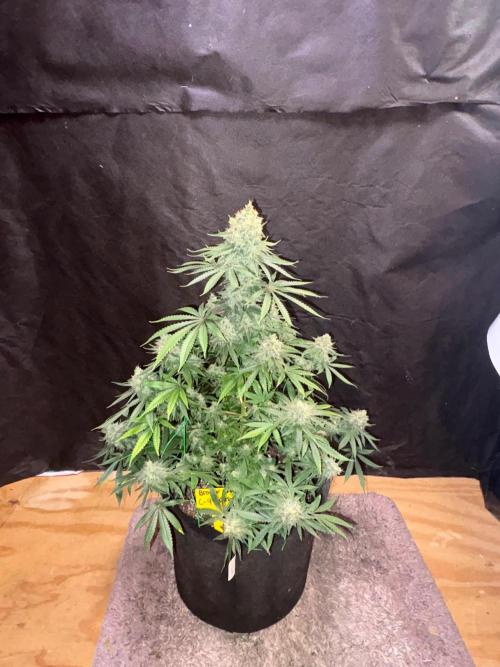 Cindy-99. Week 12