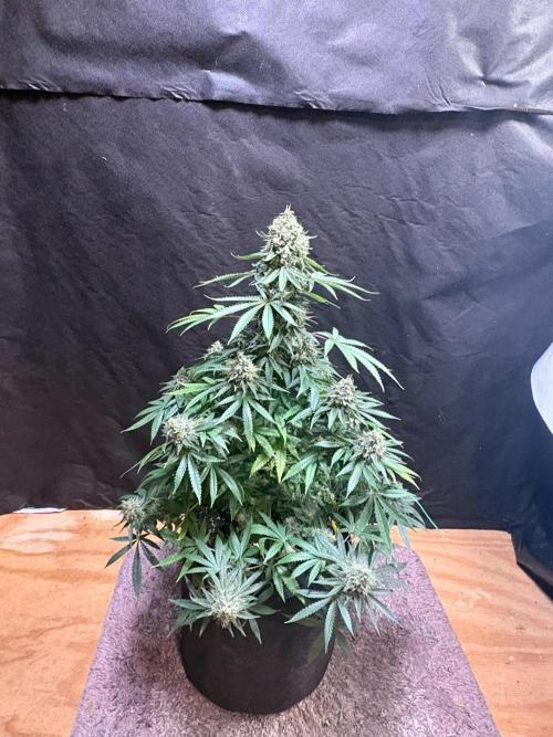 Cindy-99. Week 12