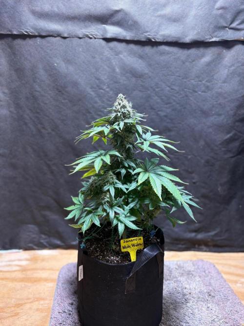 White widow. Week 11