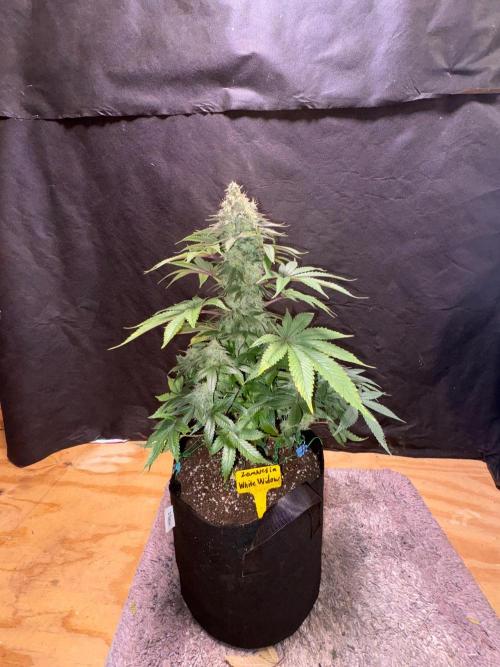 White widow. Week 11