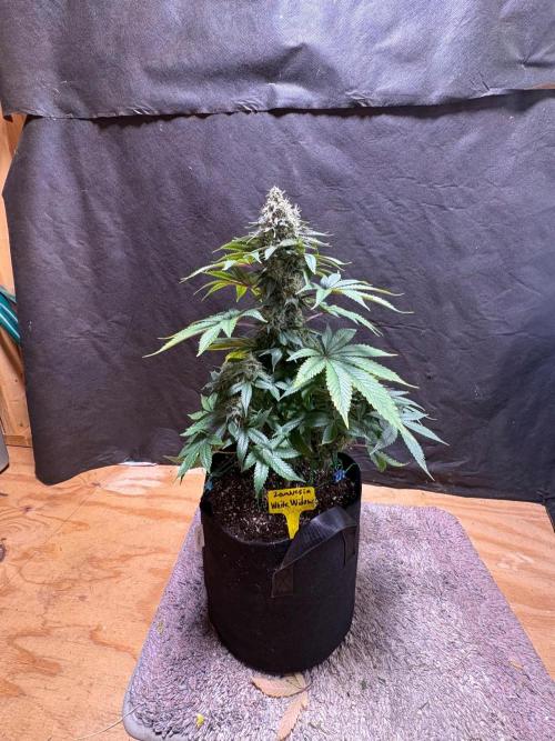 White widow. Week 11