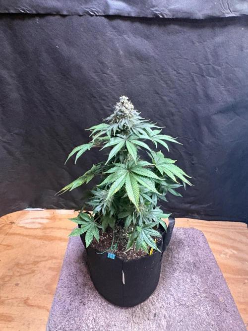 White widow. Week 11