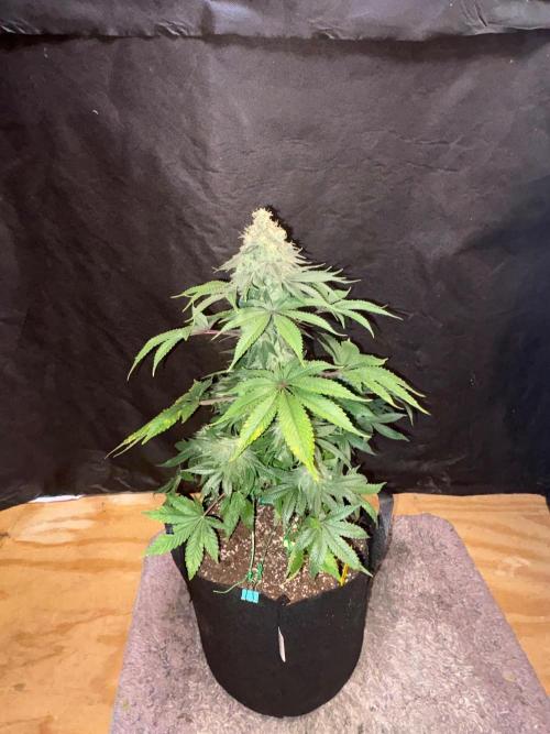 White widow. Week 11