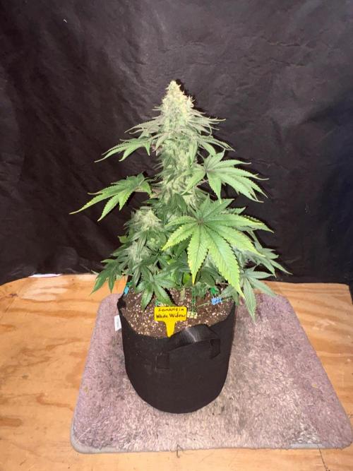 White widow. Week 11
