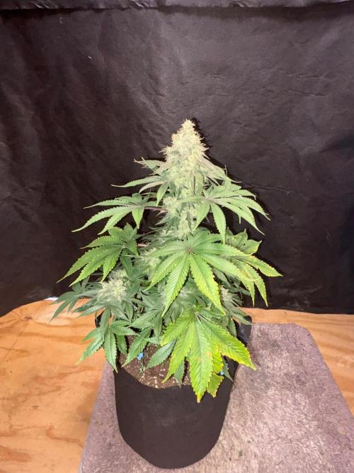 White widow. Week 11