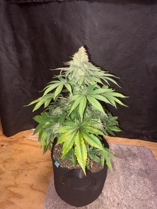 White widow. Week 11