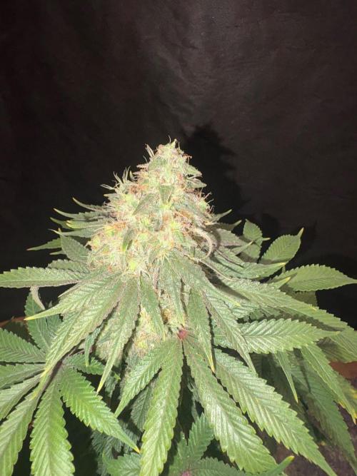 White widow. Week 11