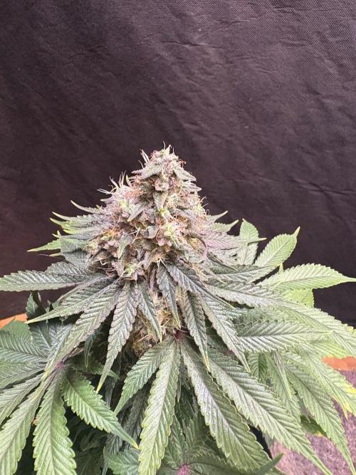 White widow. Week 11
